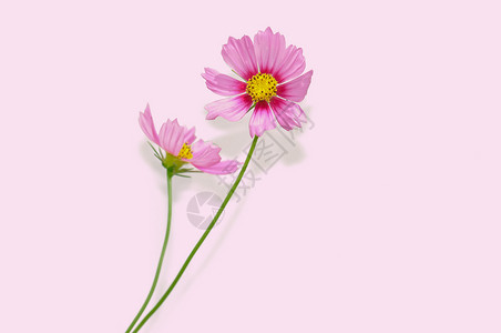 粉色花朵波斯菊背景图片