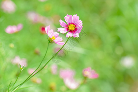 绿背景中的花花园的的格桑花背景