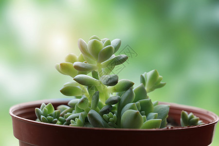 多肉植物艳丽的景天高清图片