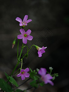 红色的小花花朵小品高清图片