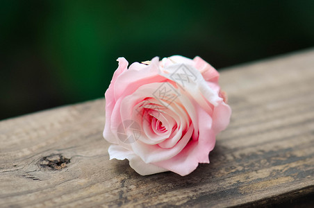 粉红色的花玫瑰细节高清图片