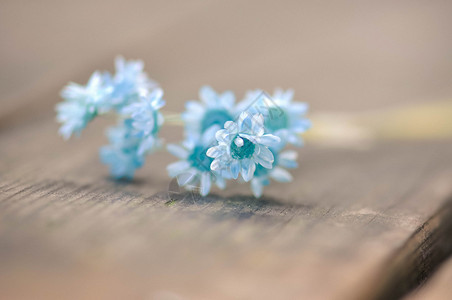 蓝色小蜡菊背景图片
