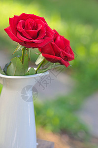 情人节单朵玫瑰玫瑰花特写背景