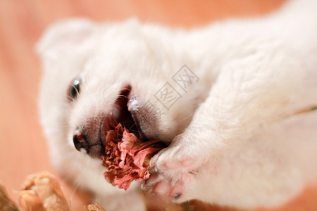 可爱的白色小狗图片