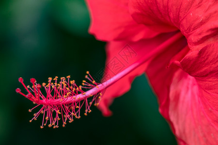 朱槿花扶桑佛槿中国蔷薇大红花花蕊花瓣红花背景图片