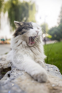 绿草坪的猫打哈欠的猫背景