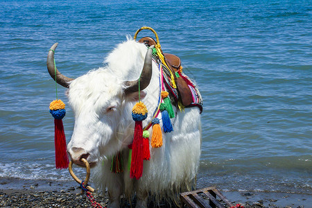 青海湖动物牦牛背景