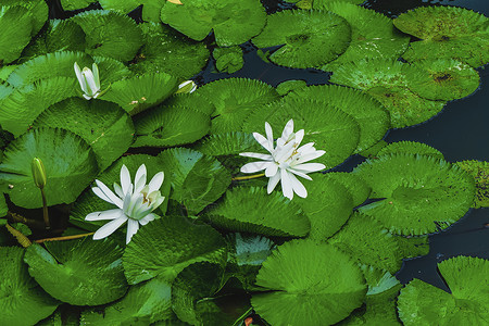 莲花和花苞白莲睡莲背景