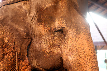 泰国国宝大象 被人民视为吉祥物高清图片
