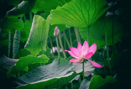 荷花莲花背景图片