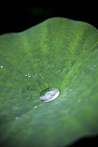 水滴·荷图片