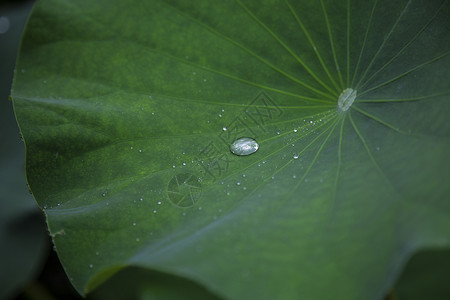 雨后·荷叶图片