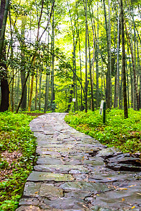 绿叶 小路 风景 无人 小镇 小路 手机 水镇 石板路背景图片