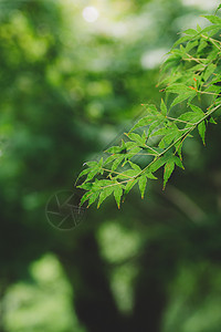 叶子背景虚化绿色环境清新自然风光高清图片素材