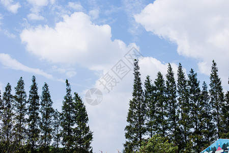 蓝天白云树木风景图片
