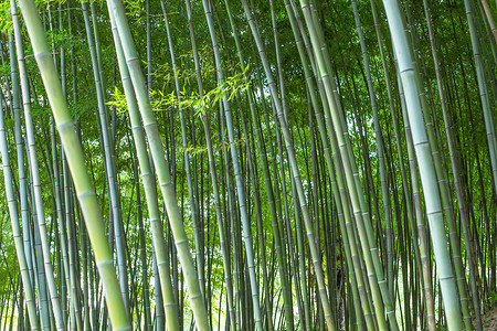 竹叶塑料纹理竹子绿色植物背景背景