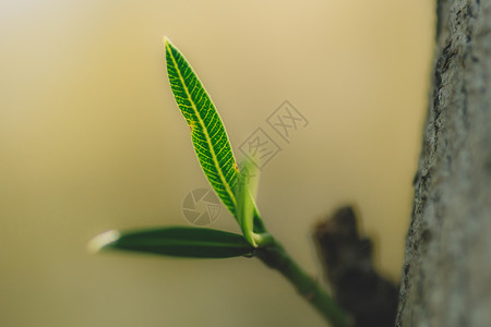 植物树叶绿色微距纯色背景春天高清图片素材