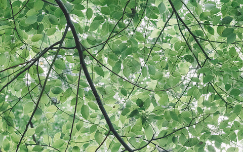 惊蛰鸟绿色树叶背景植物清新环境背景
