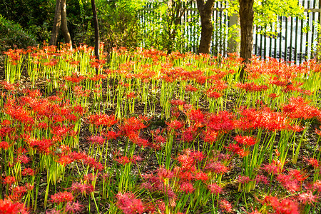 红花阳光树林花园图片