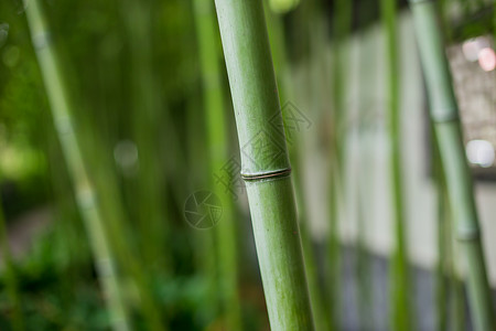 竹子植物竹子竹干特写虚化背景背景