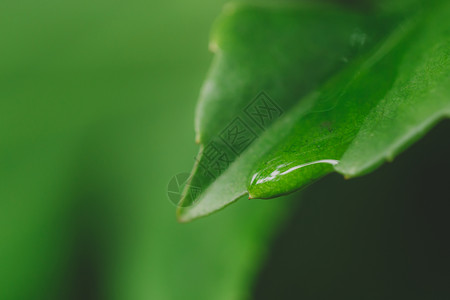 绿色植物背景清新水滴叶子图片