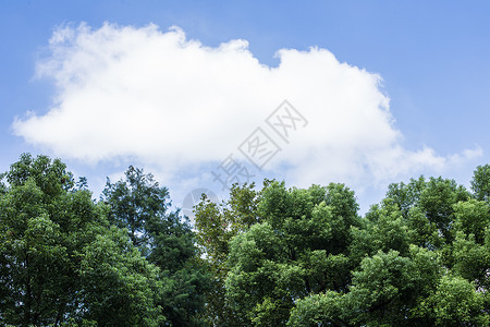 前景树叶蓝天白云树林绿意风景背景