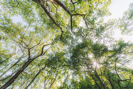 绿色树木枝干仰拍枝繁叶茂背景图片