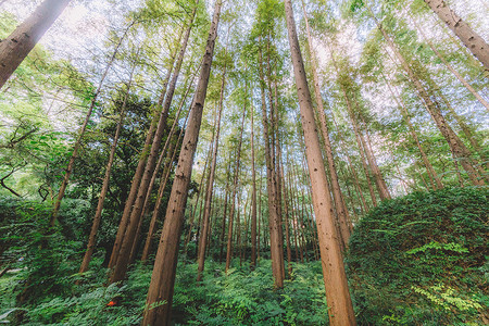 枝繁叶茂绿色植物树干森林结构自然背景