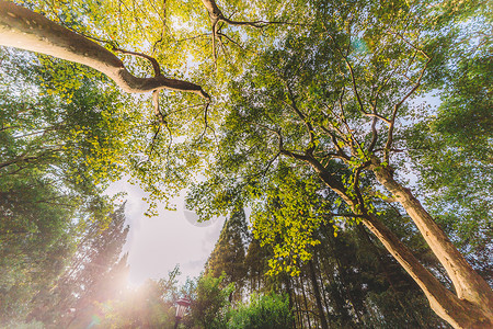 植物树木阳光森林绿意图片
