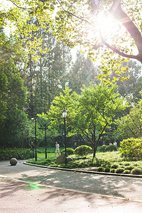 阳光行人散步公园自然环境绿植高清图片素材