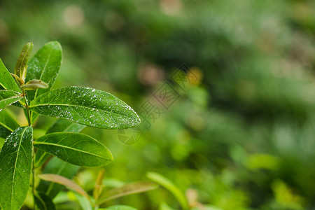 绿色纹理背景树叶水珠特写虚化纹理背景背景