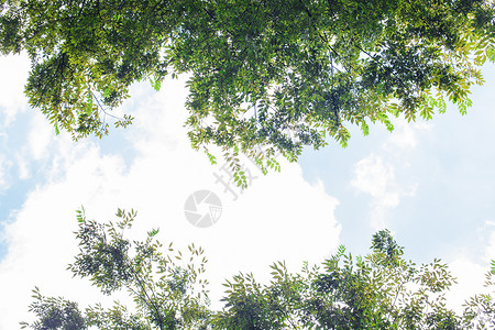 蓝天白云树叶树林树叶蓝天白云自然风光背景