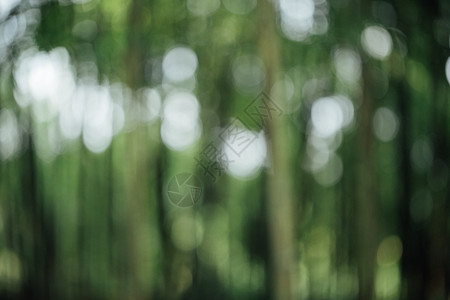 风景绿色植物竹林虚化背景背景图片