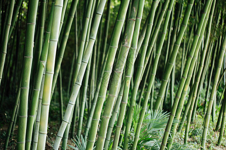 风景绿色植物竹林背景图片