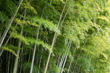 风景绿色植物竹林背景图片