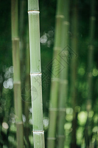 风景绿色植物竹林背景背景图片