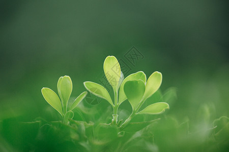 大自然绿色树叶绿植高清图片素材
