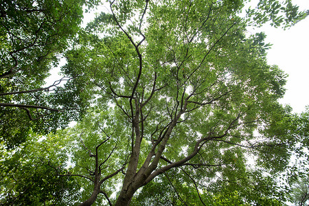 公园绿色树木枝干背景图片