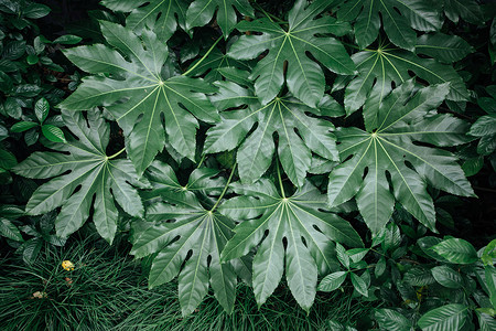 大自然绿色树叶背景图片
