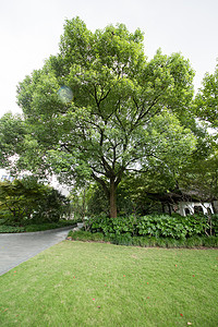 公园绿色树木图片