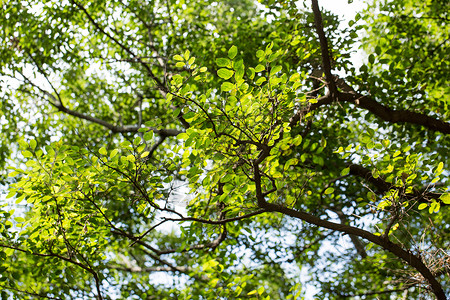 自然风景绿色植物树叶背景图片