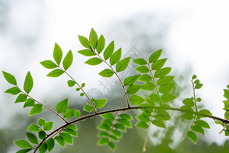 自然植物绿色树叶图片