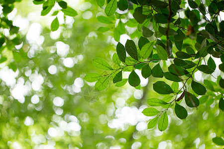 大暑自然绿色树叶素材背景