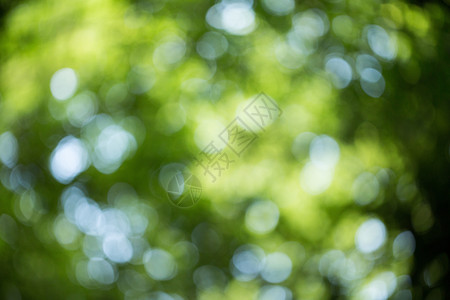 自然绿色树枝背景素材图片