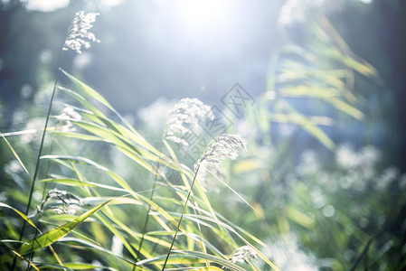 暖意种秣草地高清图片