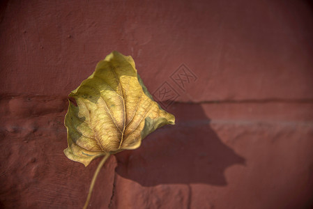 秋·红墙红色的秋叶高清图片