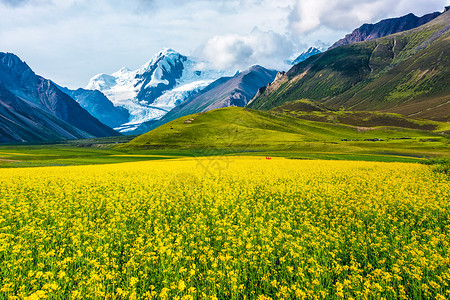 农民与毛驴油菜花与雪山蓝天构成的五线谱背景