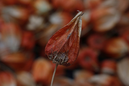 红菇茑背景图片