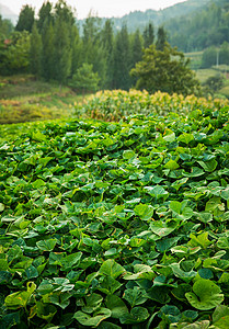 沂蒙山特产高清图片