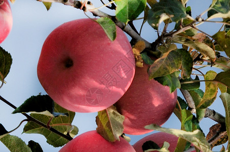 洛川苹果背景图片
